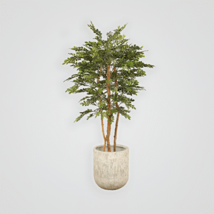 Acacia