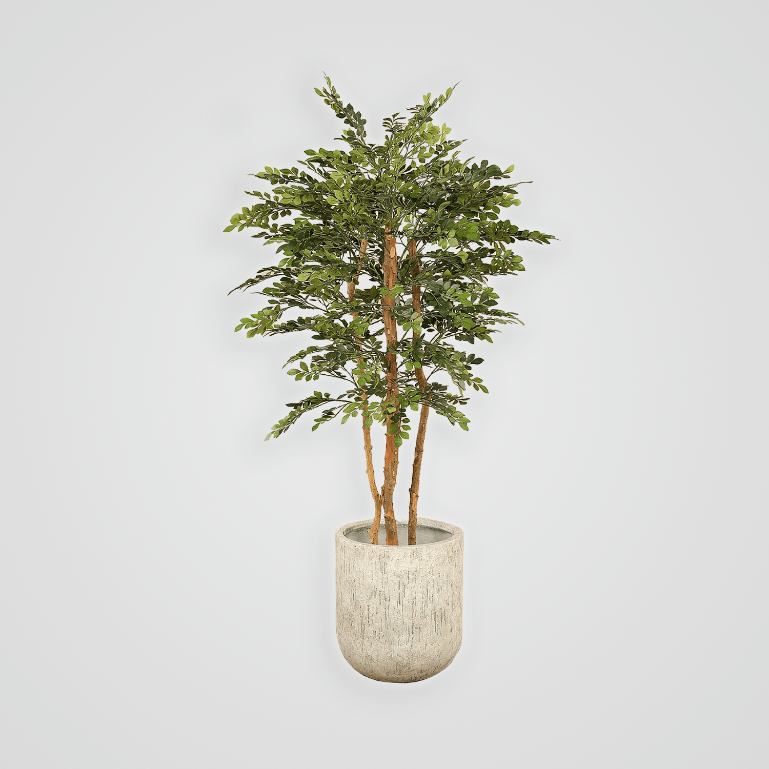 Acacia_.png
