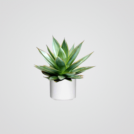 Agave