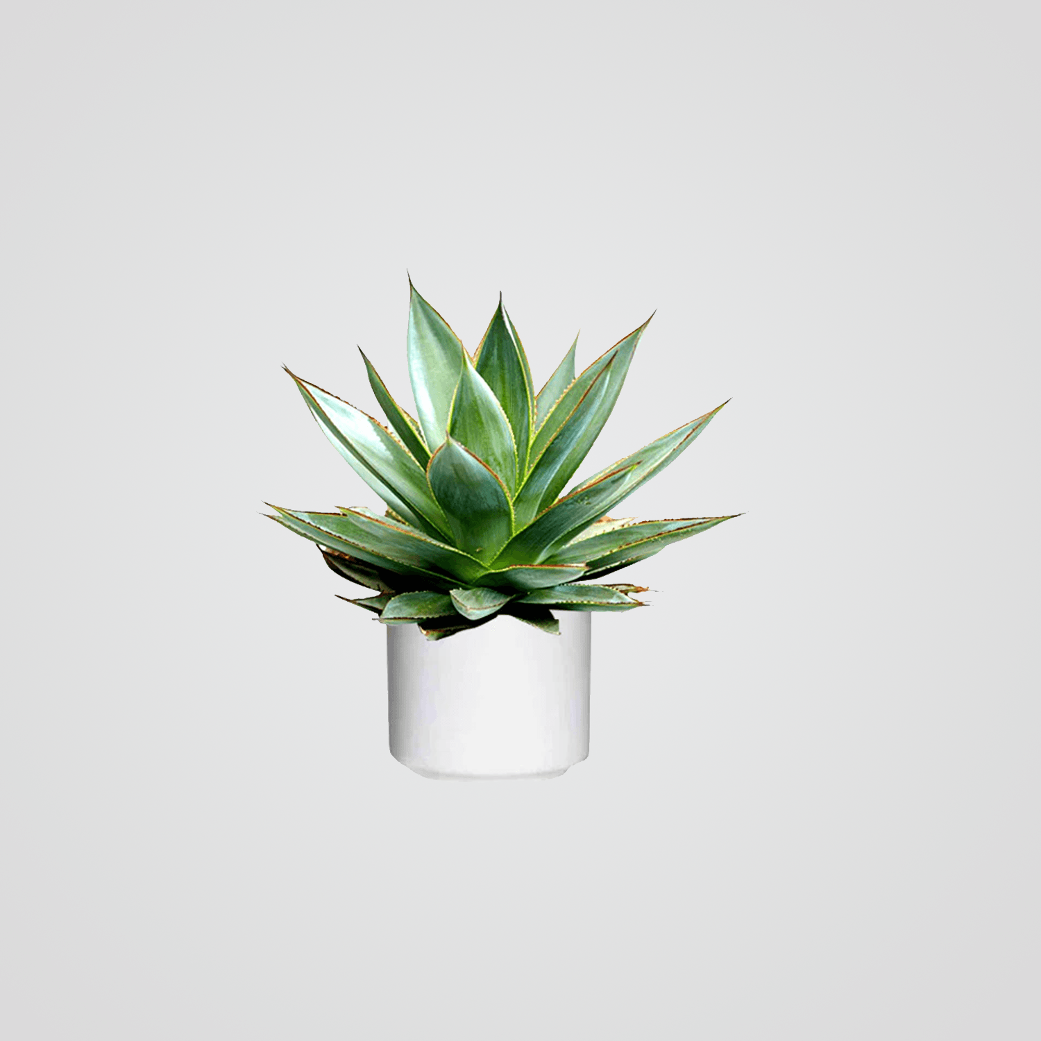 Agave_.png