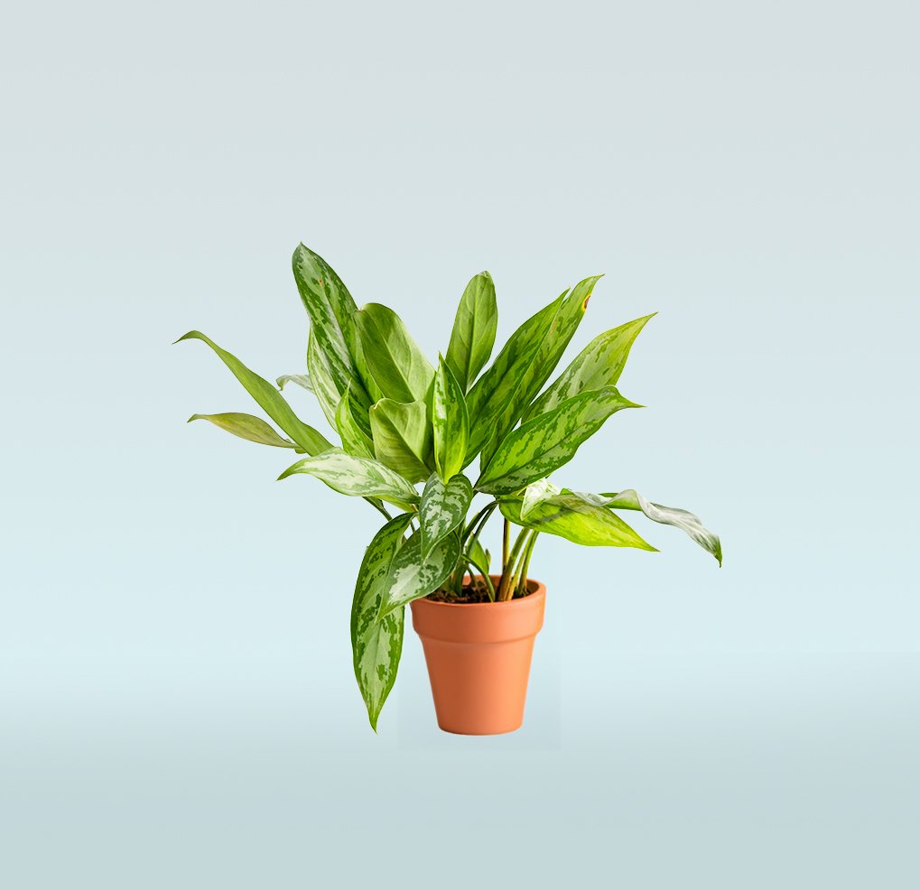 Aglaonema-Maria-Chinese-Evergreen-.jpg