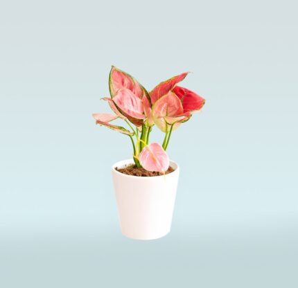Aglaonema Pink