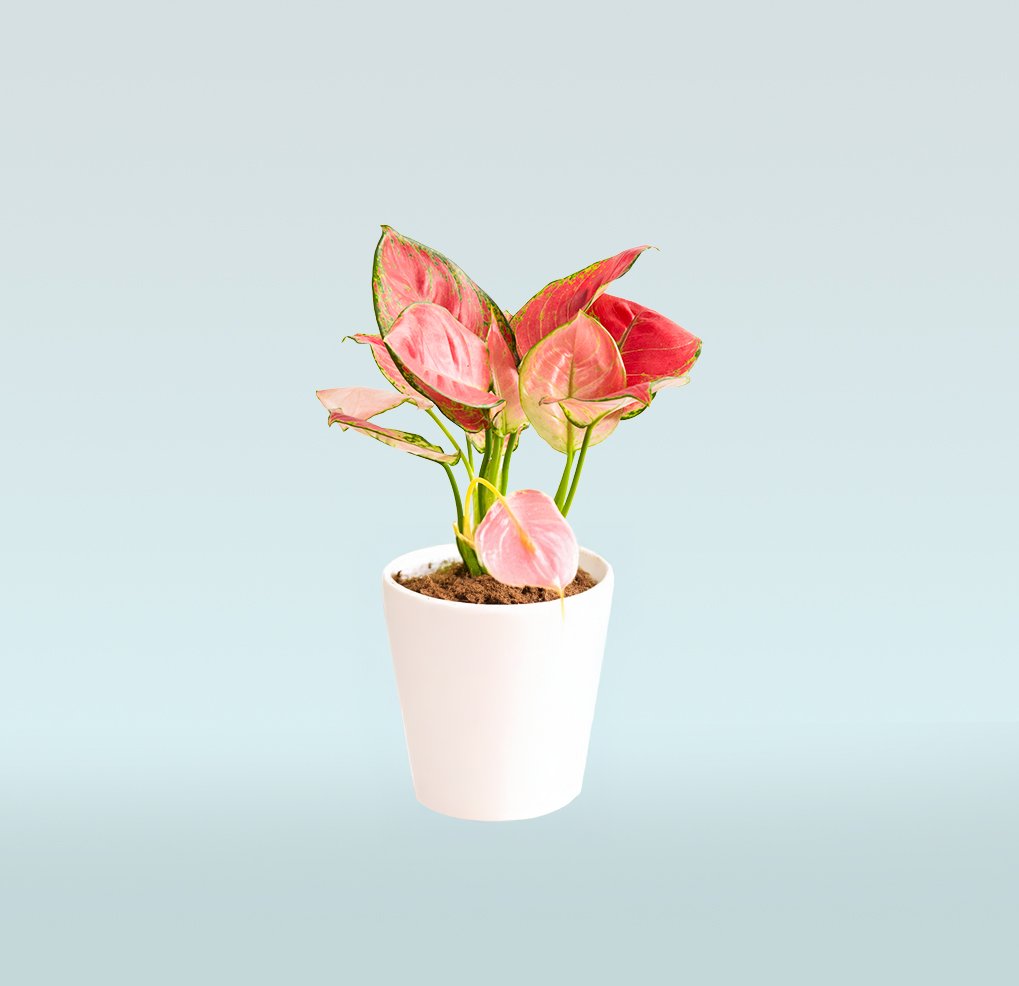 Aglaonema-Pink-Chinese-Evergreen-Pink-.jpg