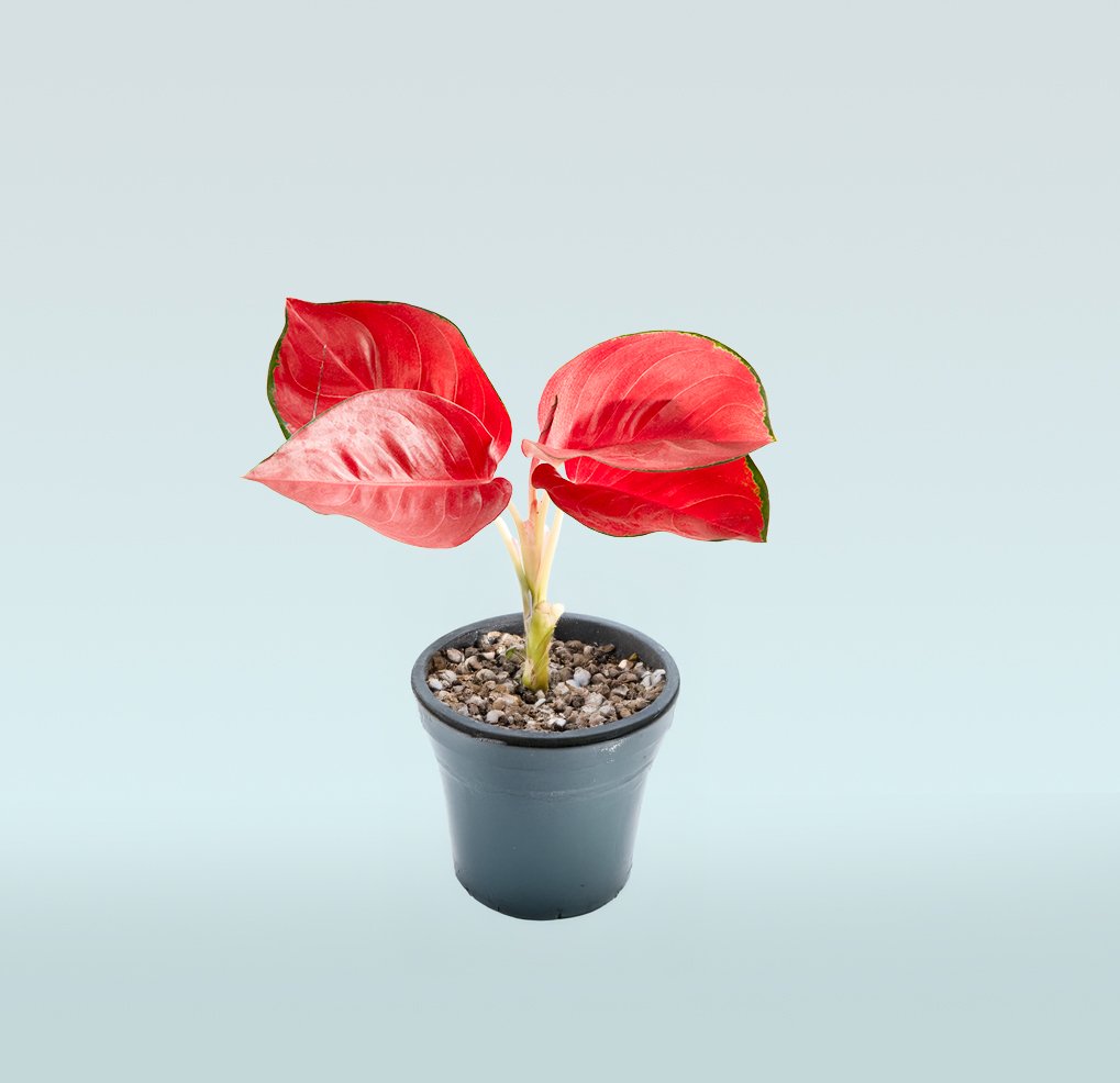 Aglaonema-Red-.jpg