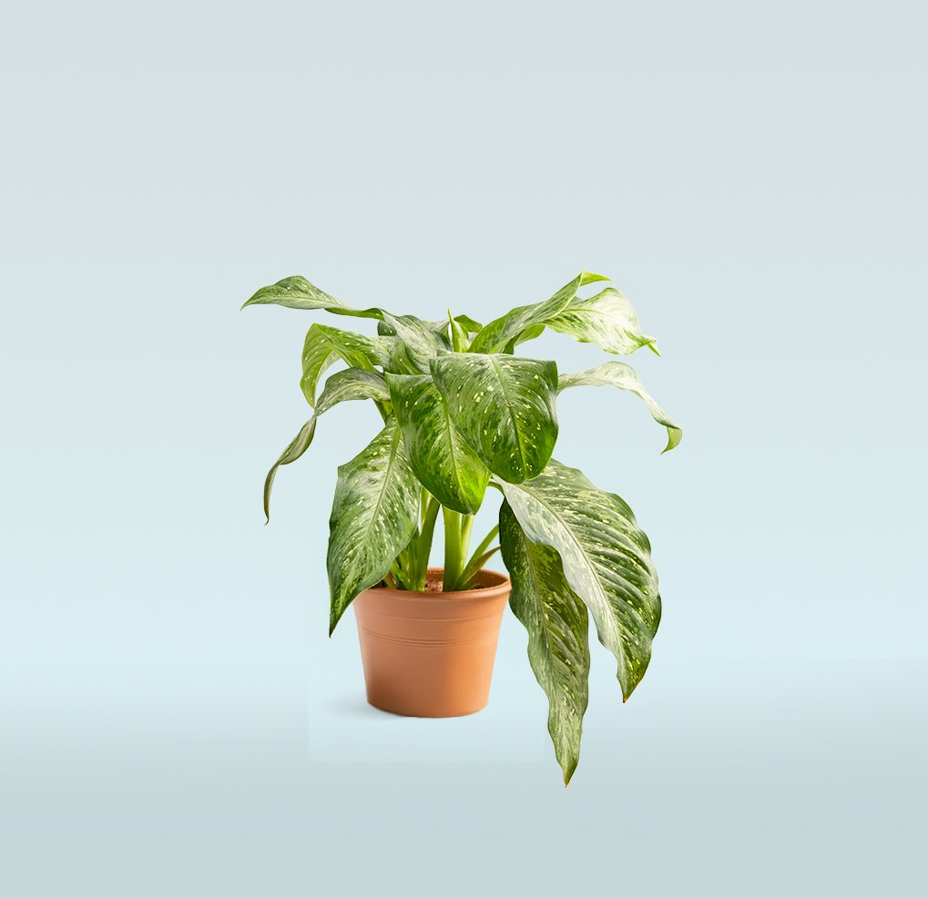 Aglaonema-Silk-Chinese-Evergreen-.jpg