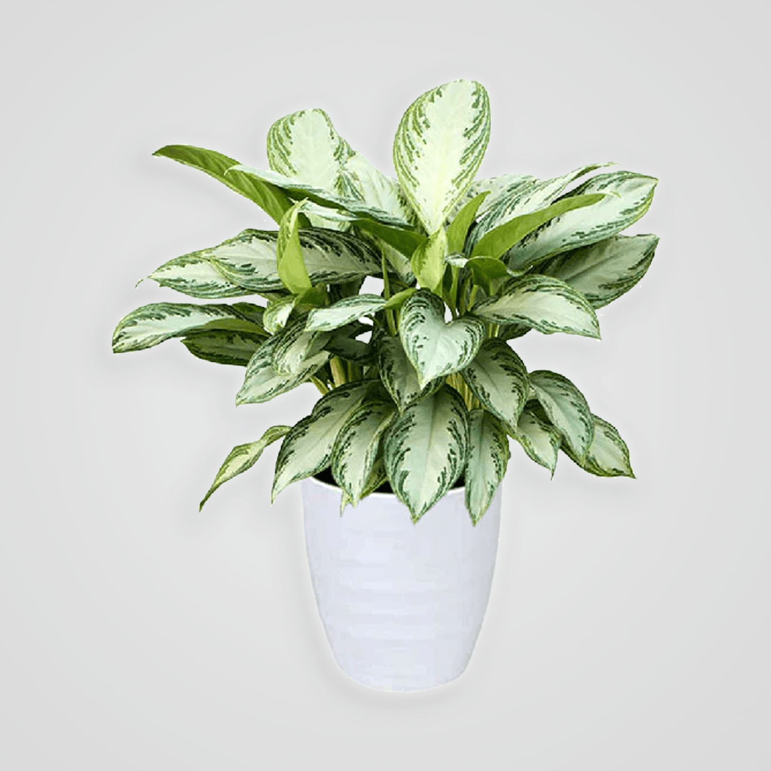 Aglaonema-Silver_.png