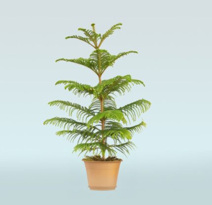 Araucaria Heterophylla