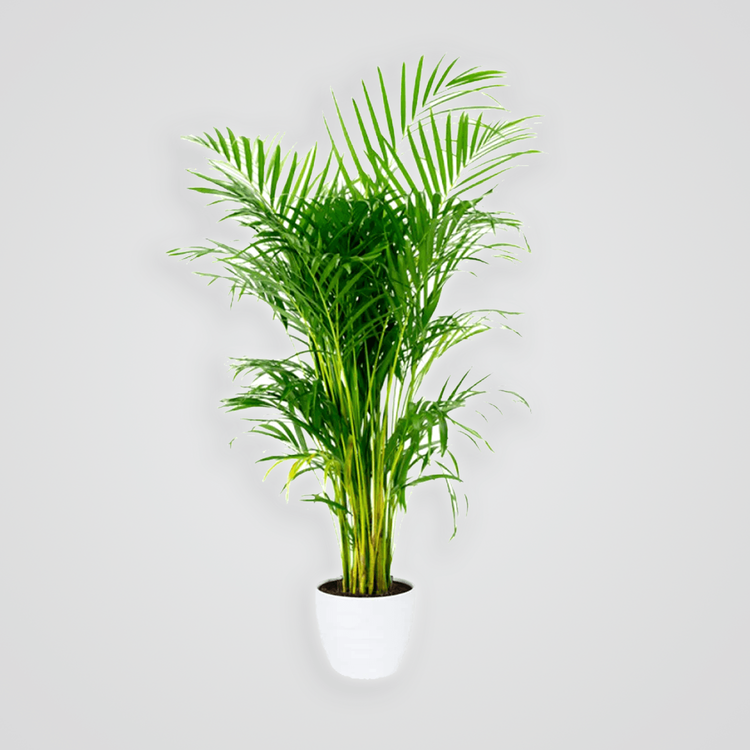 Areca-Palm_.png