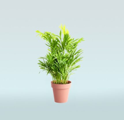 Bamboo Palm