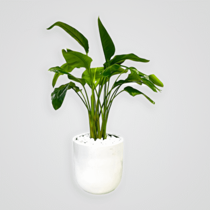 Banana Palm