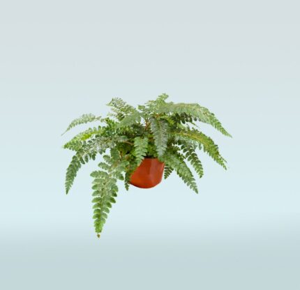 Boston Fern
