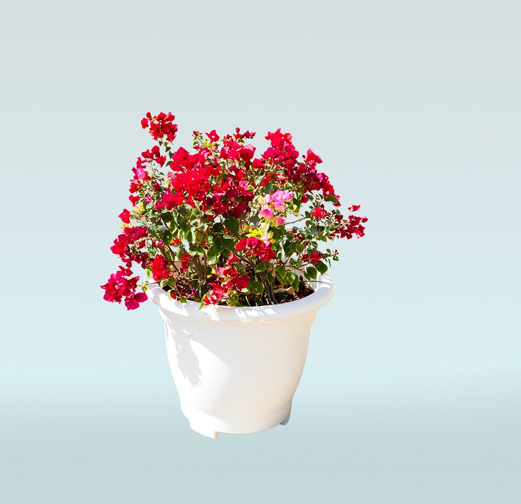 Bougainvillea-Paper-Flower-Plant-.jpg