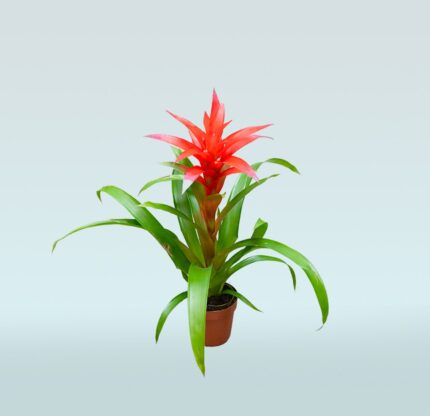 Bromeliad Guzmania Red