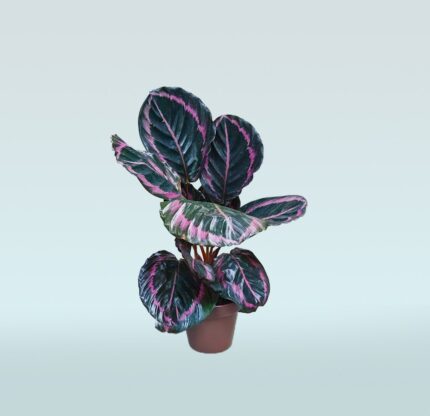 Calathea Dottie