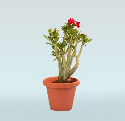 Desert Rose