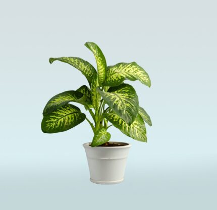 Dieffenbachia Compacta