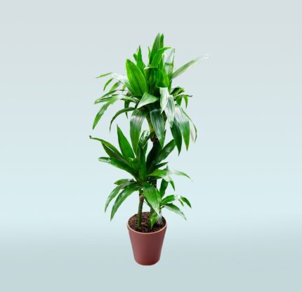 Dracaena Fragrans