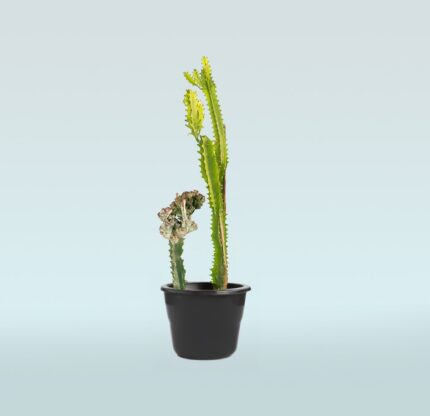Euphorbia lactea