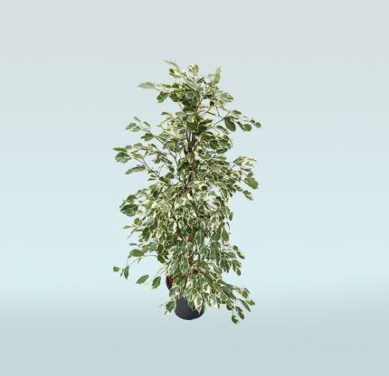 Ficus Benjamina Golden