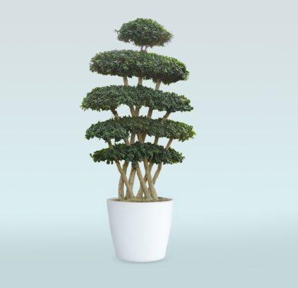 Ficus Microcarpa