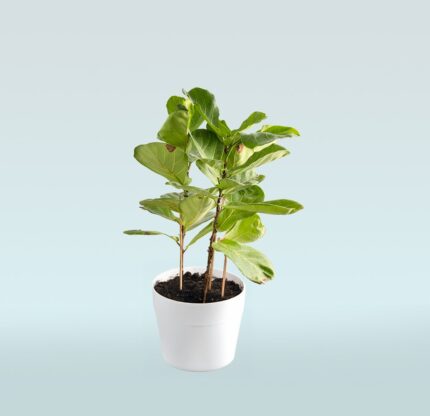 Ficus Lyrata