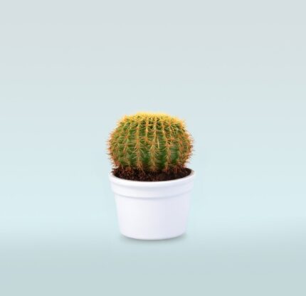 Golden Barrel Cactus