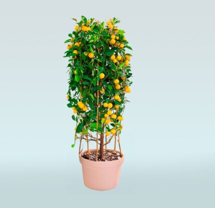 Mandarin Orange Tree