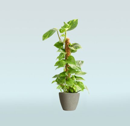 Money Plant