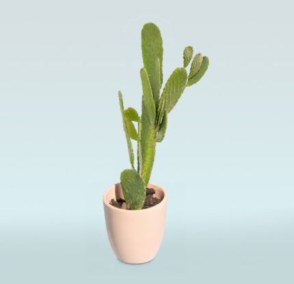 Opuntia Consolea
