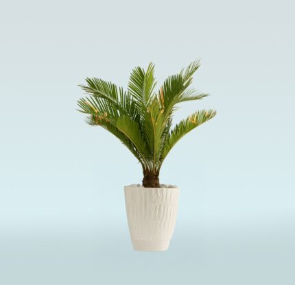Sago Palm-Cycas Revoluta