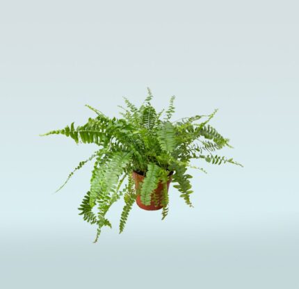 Sword Fern