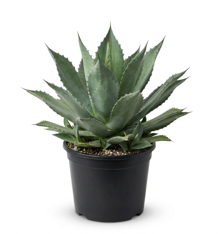 Agave