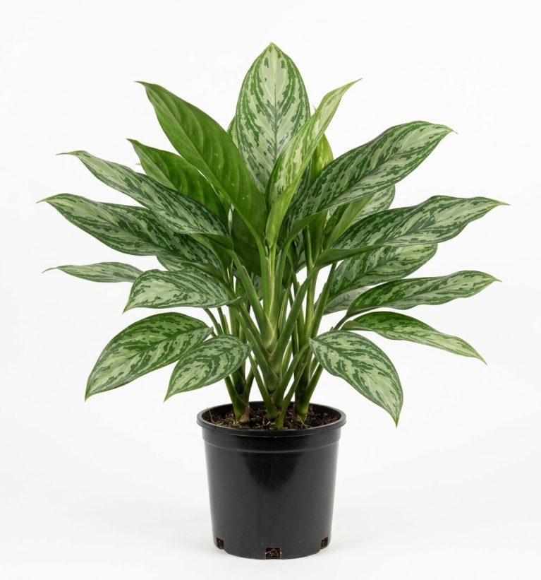 Aglaonema Silver Queen