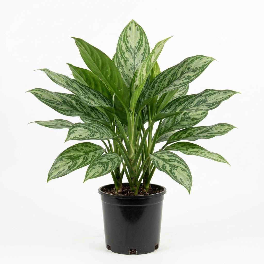 Aglaonema Silver Queen