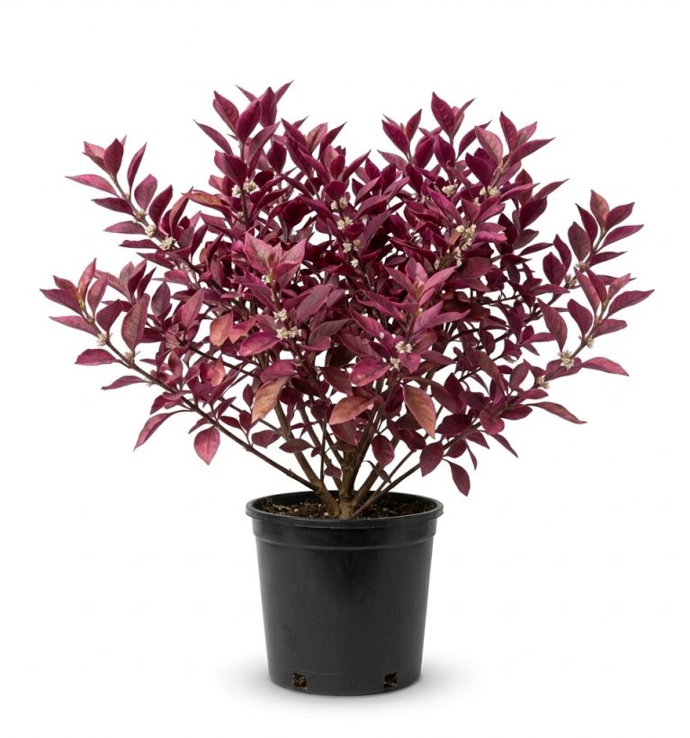 Alternanthera (Red)