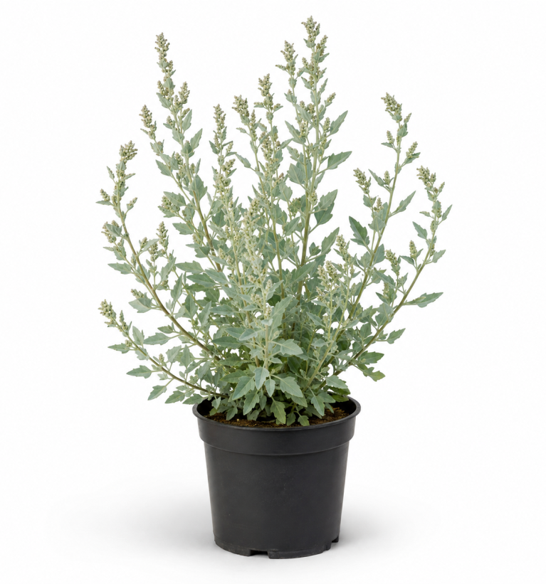 Atriplex