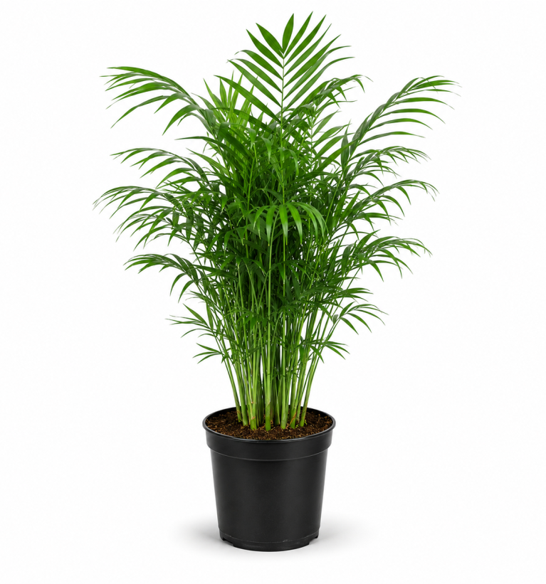 Bamboo Palm