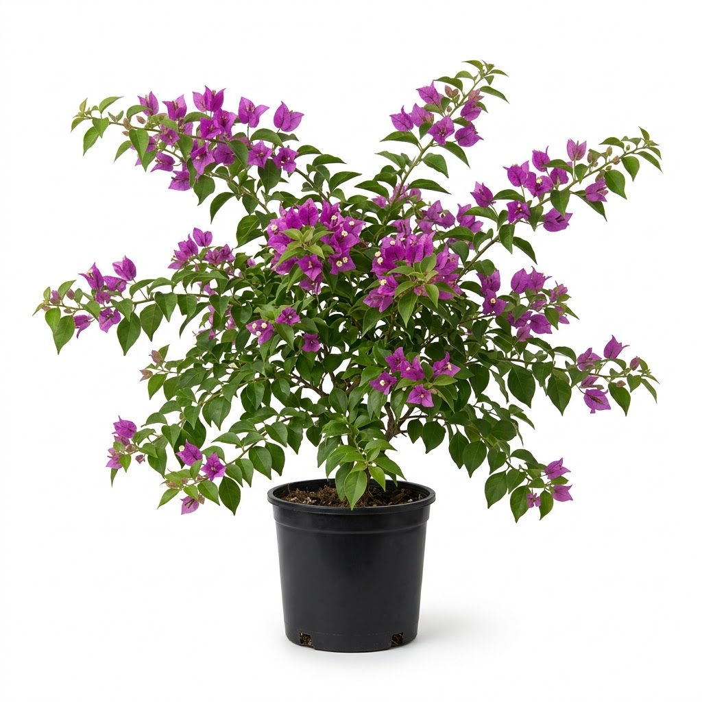 Bougainvillea glabra