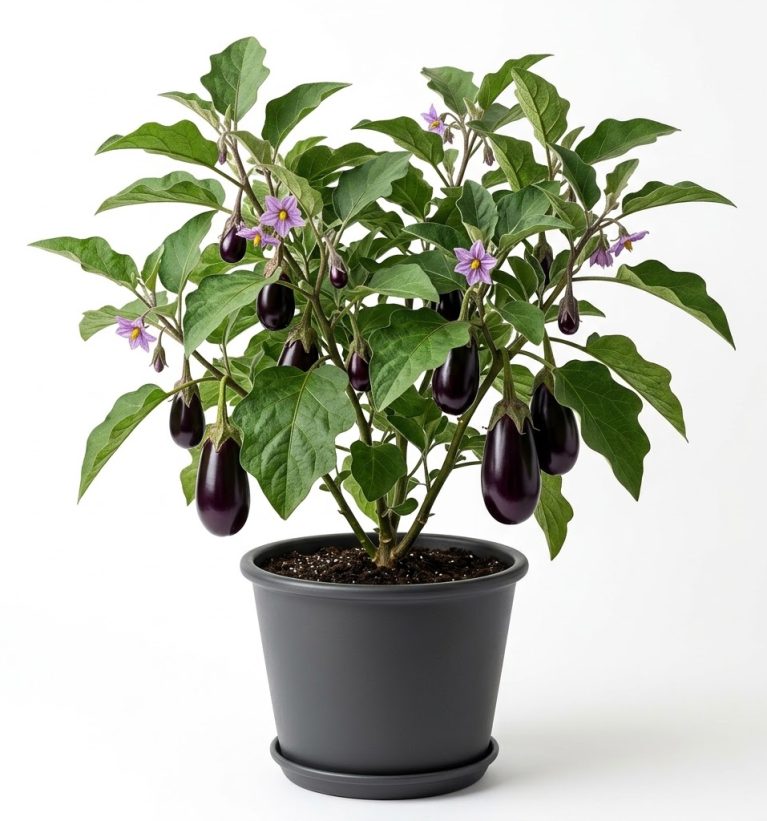 Brinjal