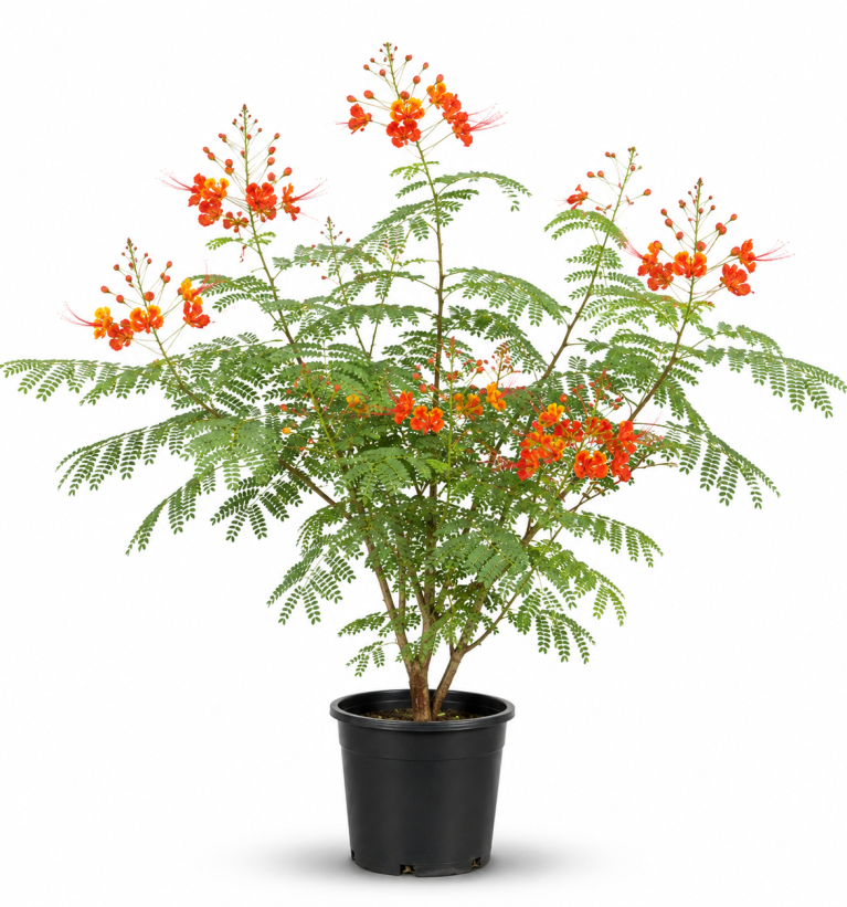 Caesalpinia