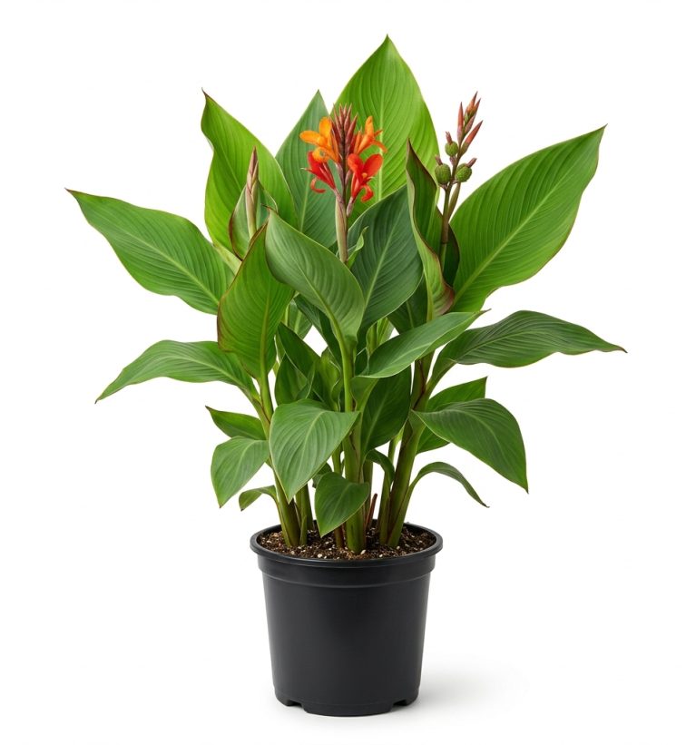 Canna Lily