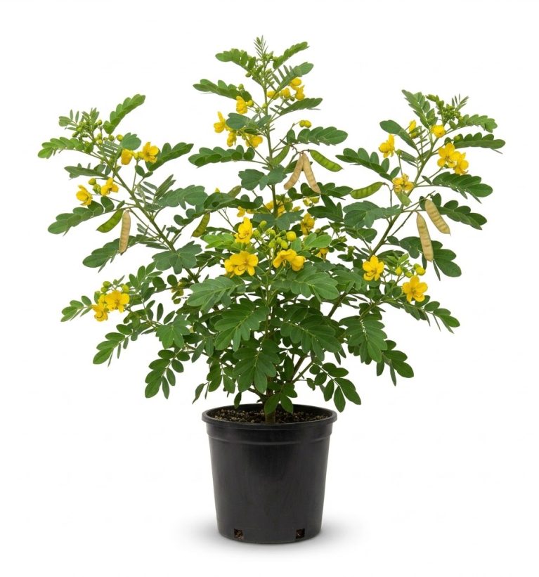 Cassia Baladi
