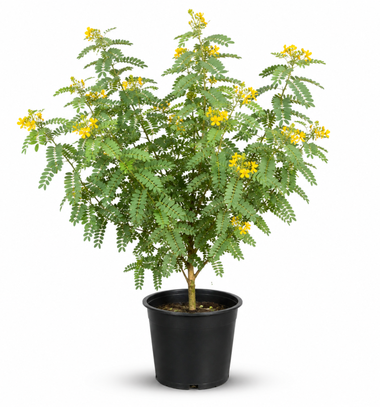 Cassia Glauca