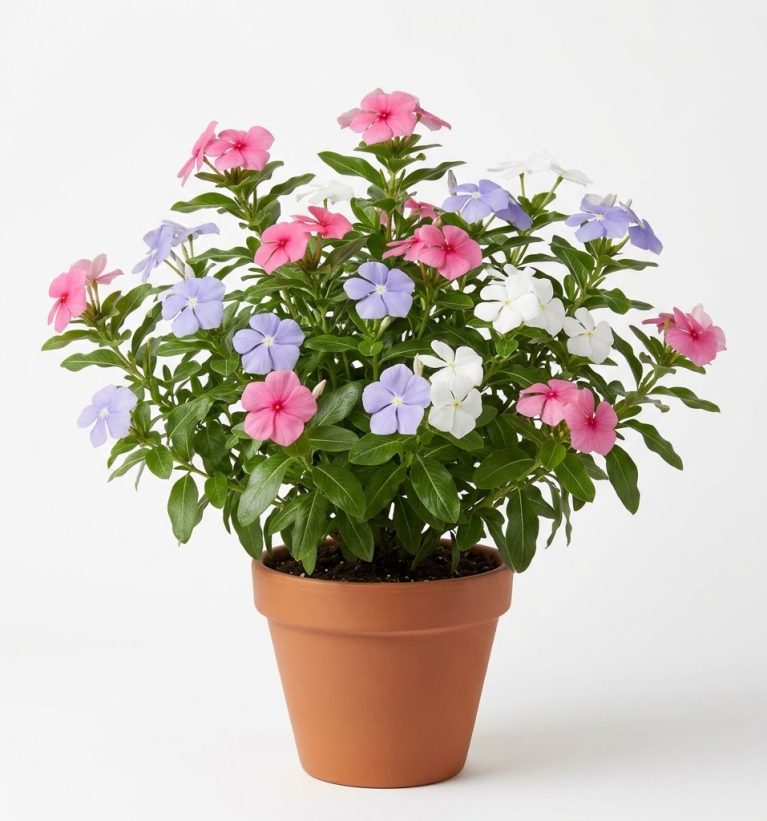 Catharanthus roseus