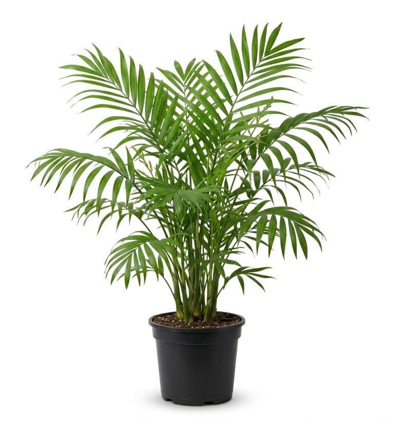 Chamaedorea elegans