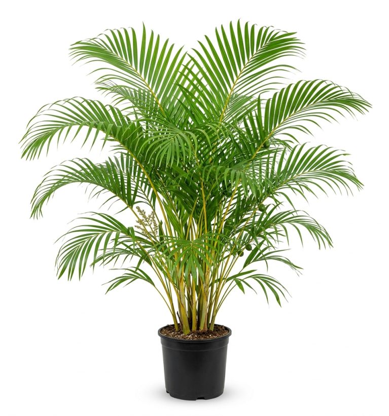Chrysalidocarpus lutescens