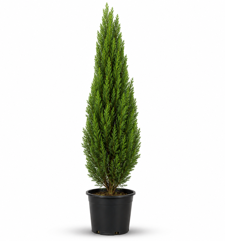 Cypress Tree (Sarv)