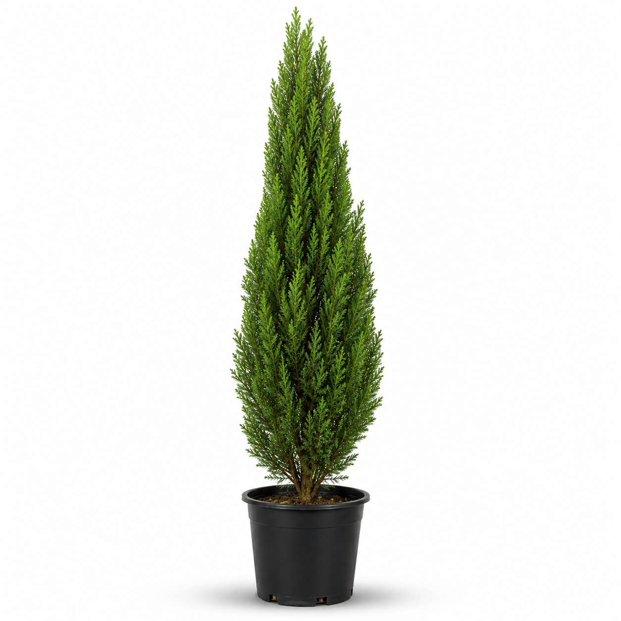 Cypress Tree (Sarv)