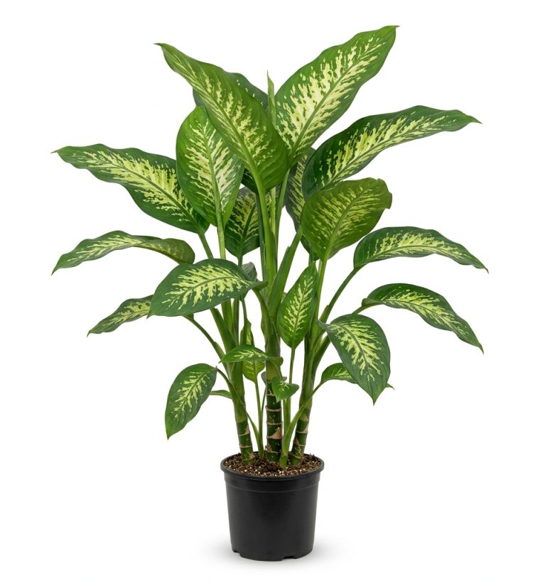 Dieffenbachia seguine