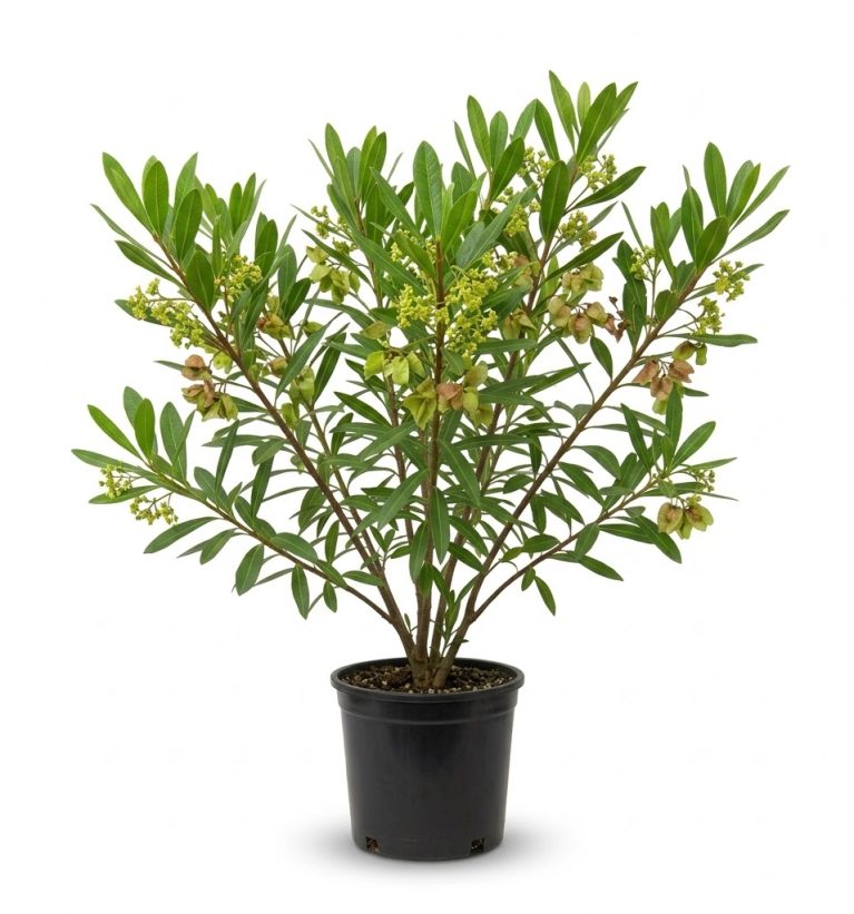 Dodonaea Viscosa